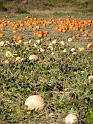 2008-10-11_Tiverton_Trustom 014